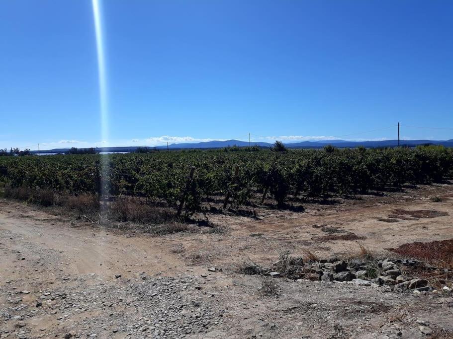 Location Appartement à Gruissan Méditérranée Esterno foto